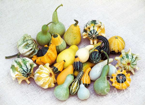 bio okrasne tekvicky, dekorativne takvicky, tekvicky, 